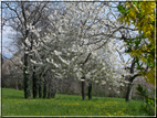 foto foto Paesaggi Collinari in Primavera